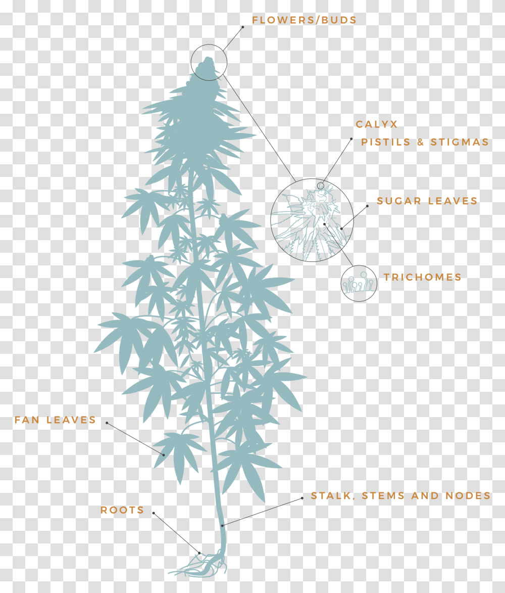 Cannabis Plant Anatomy Diagram, Tree, Outdoors, Nature, Fir Transparent Png