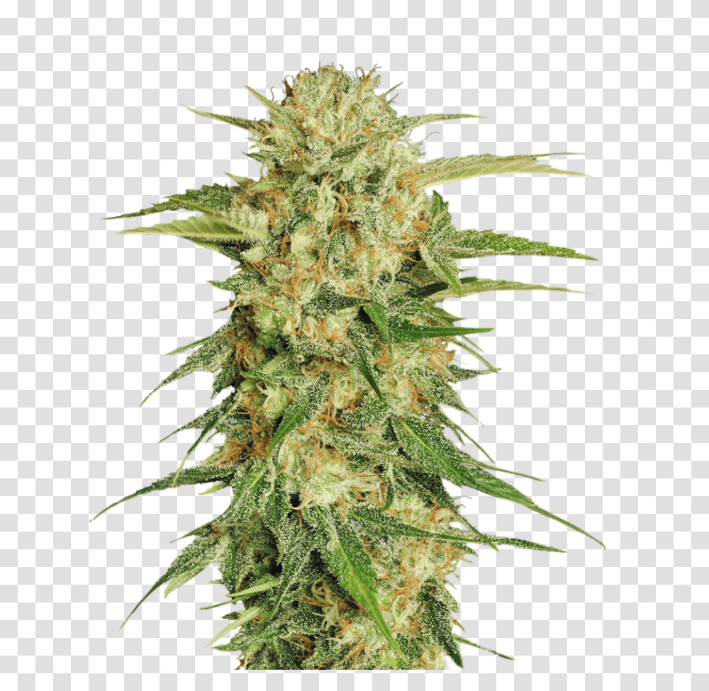 Cannabis Plant Background Background Weed, Hemp, Christmas Tree, Ornament, Bud Transparent Png