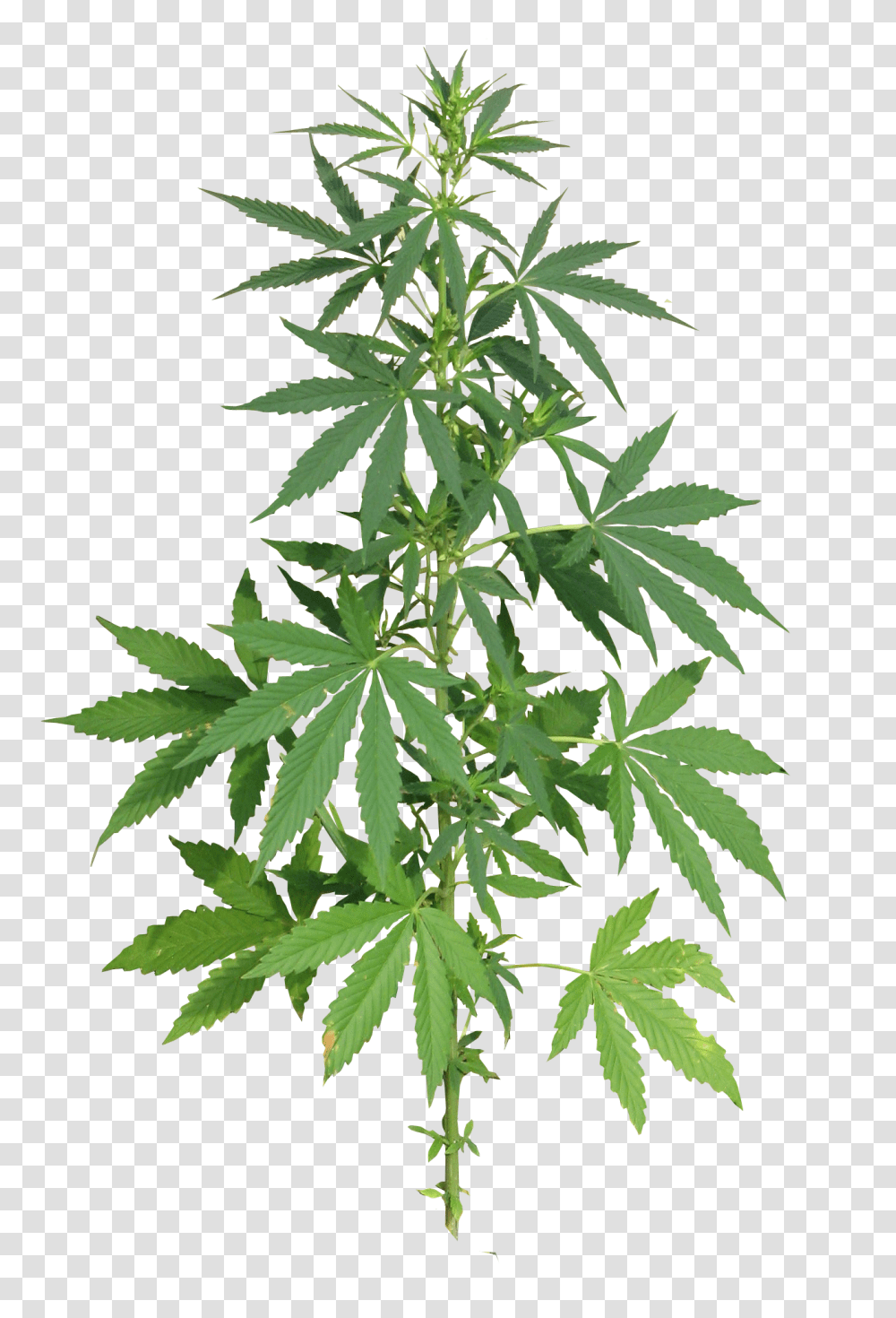 Cannabis Plant Full Image Weed, Hemp Transparent Png