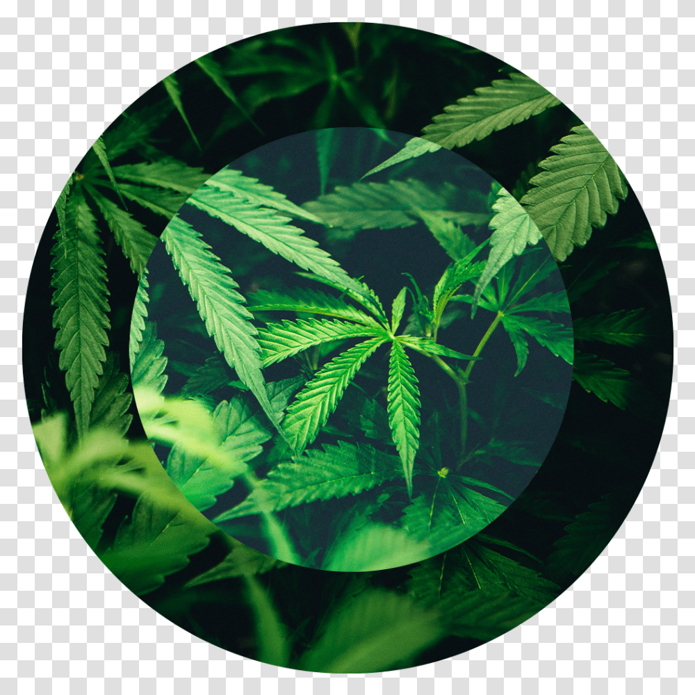 Cannabis, Plant, Gemstone, Jewelry, Accessories Transparent Png