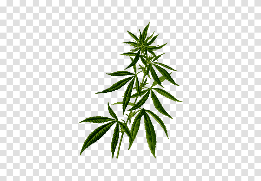 Cannabis, Plant, Hemp, Pineapple, Fruit Transparent Png