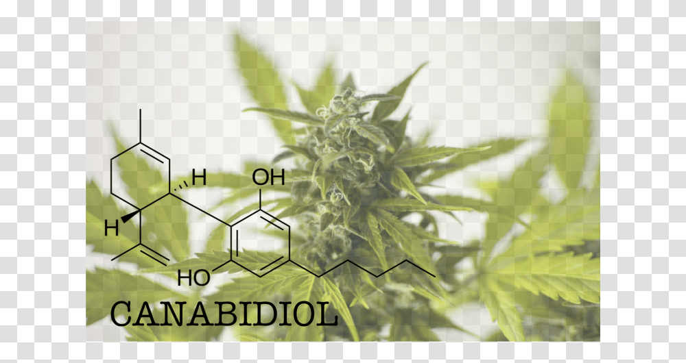 Cannabis, Plant, Hemp, Weed, Leaf Transparent Png