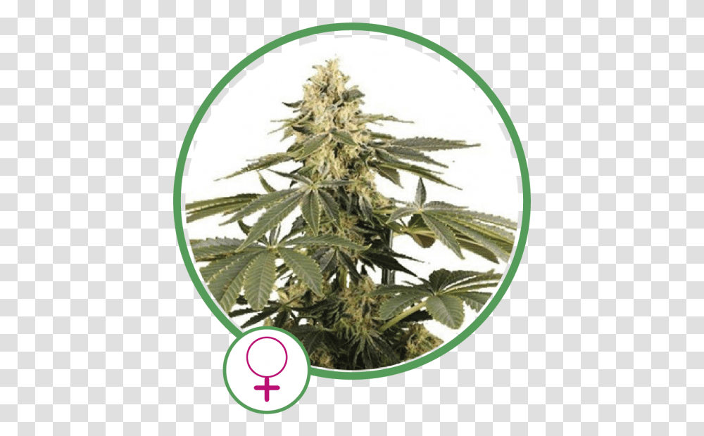 Cannabis, Plant, Hemp, Weed, Tabletop Transparent Png