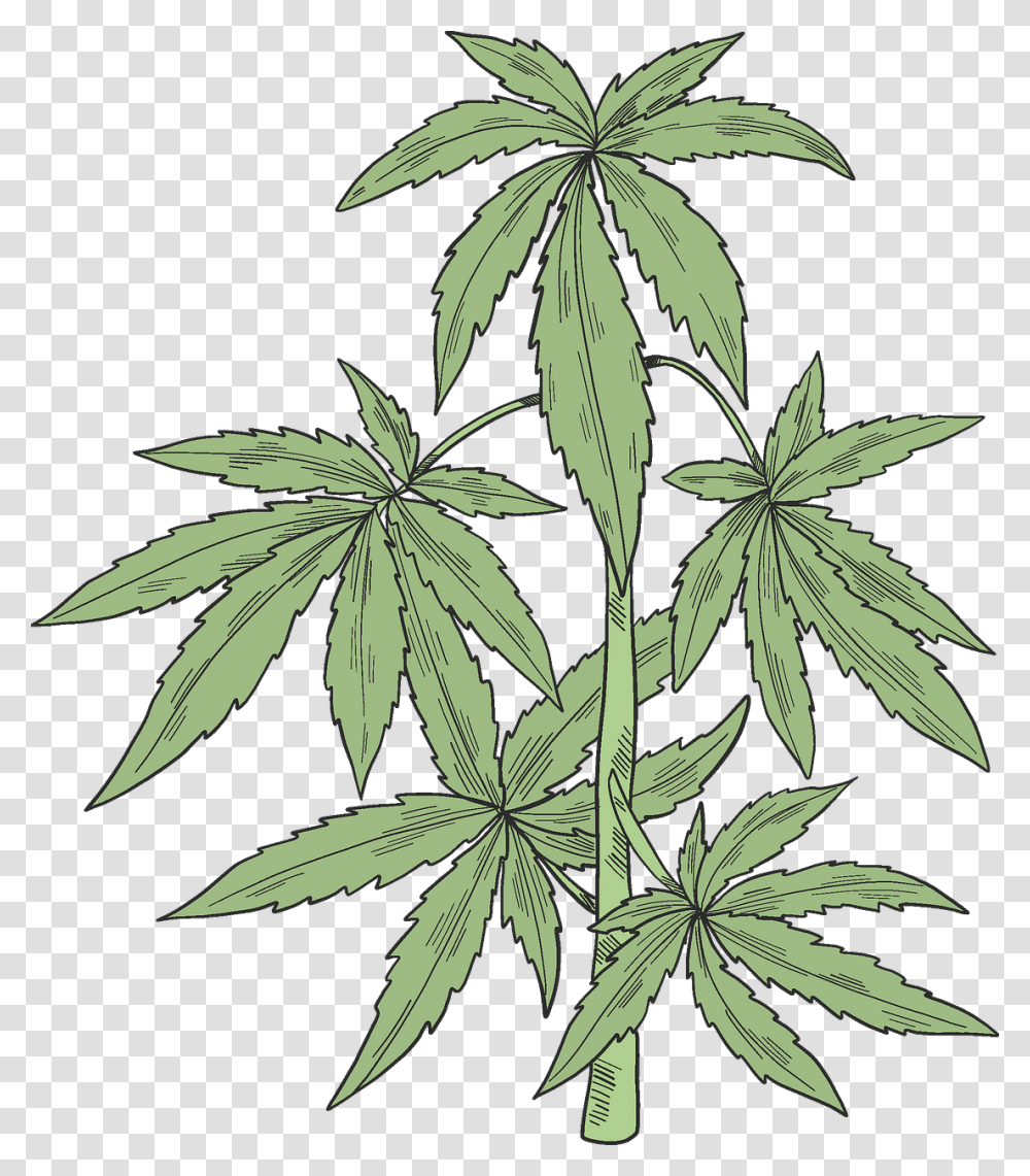 Cannabis, Plant, Hemp, Weed Transparent Png