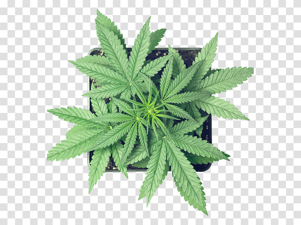 Cannabis, Plant, Hemp, Weed Transparent Png