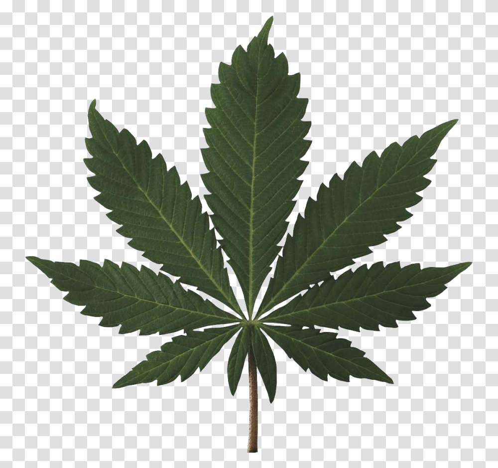 Cannabis Plant Image Pot Leaf High Resolution, Hemp, Weed, Tree Transparent Png