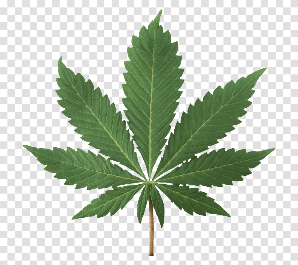 Cannabis Plant, Leaf, Weed, Hemp, Tree Transparent Png