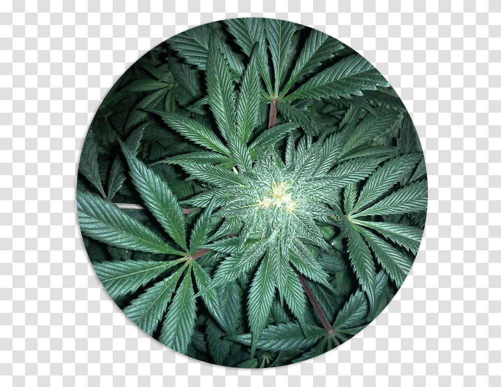 Cannabis, Plant, Weed, Hemp Transparent Png