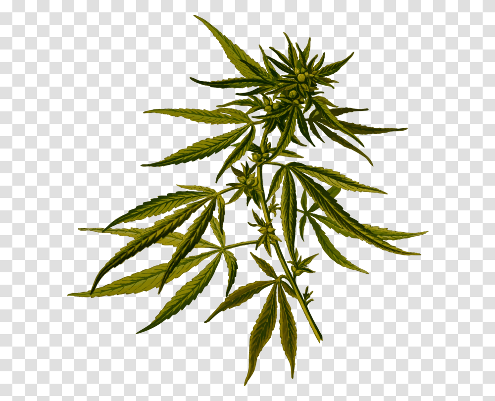 Cannabis Sativa Hemp Botanical Illustration Botany, Plant, Leaf, Tree, Weed Transparent Png