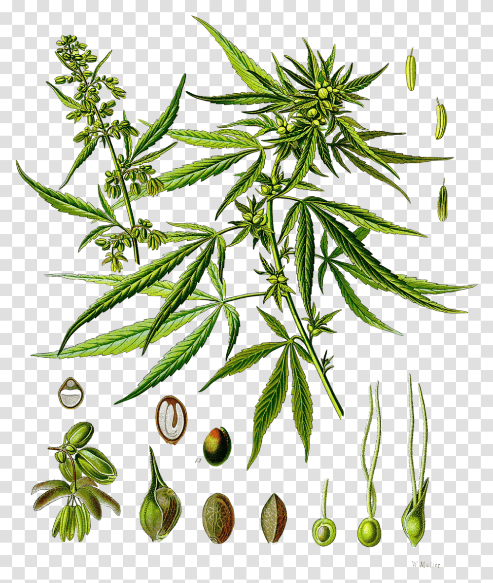 Cannabis Sativa Phenotype Cannabis Sativa, Plant, Hemp, Weed, Flower Transparent Png
