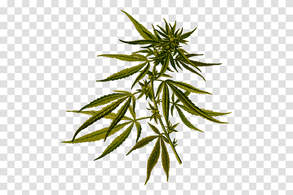 Cannabis Sativa, Plant, Hemp, Tree, Weed Transparent Png