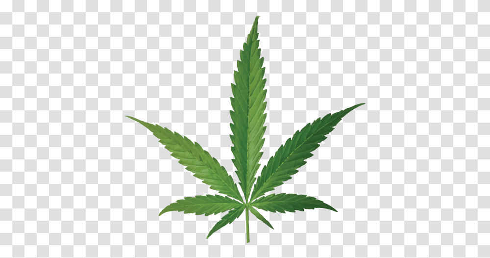 Cannabis Smoking Joint Leaf Bud Cannabis Download Hemp Oil Vs Cbd Oil, Plant, Weed Transparent Png