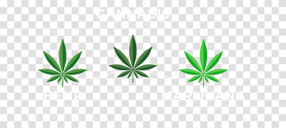 Cannabis Species 01b White Illustration, Plant, Hemp, Weed, Flower Transparent Png