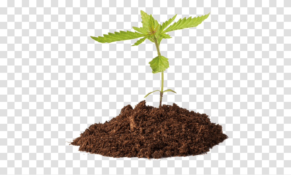 Cannabis Strategic Partners Im Just A Little Plant, Soil, Sprout, Moss, Leaf Transparent Png