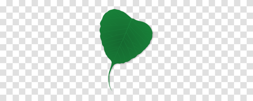 Cannabis Tea Leaf Drug Legalization, Plant, Green, Tree, Balloon Transparent Png