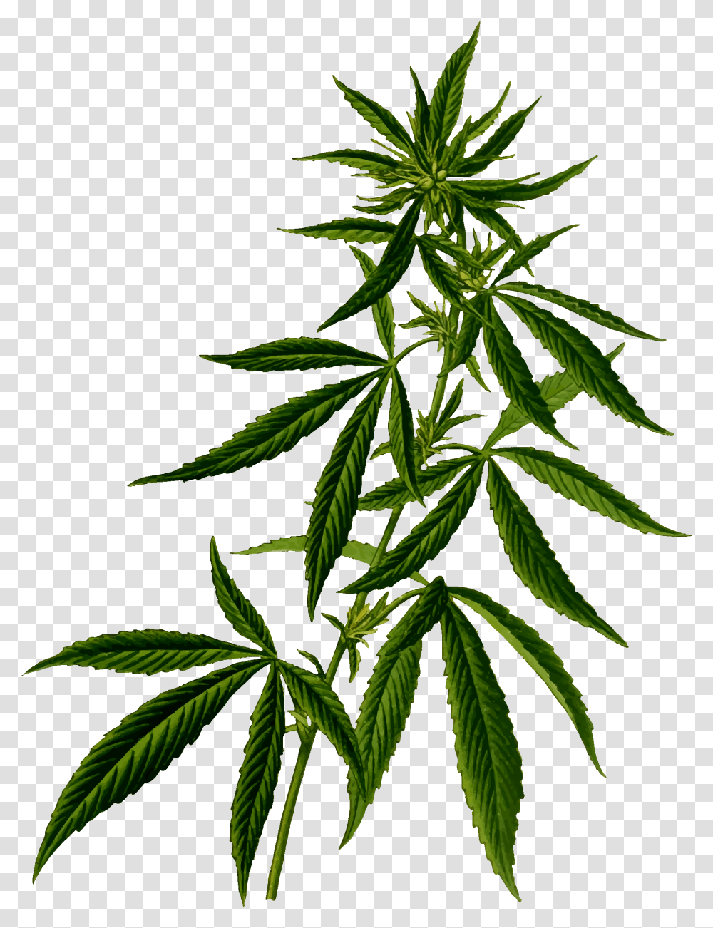 Cannabis Vector Clipart Image, Plant, Hemp Transparent Png