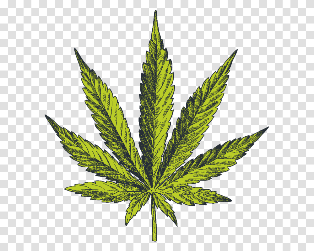 Cannabis Vector, Plant, Hemp, Weed Transparent Png