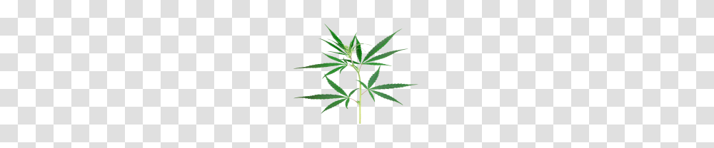 Cannabis Weed Leaf Free Images, Plant, Hemp, Flower, Blossom Transparent Png