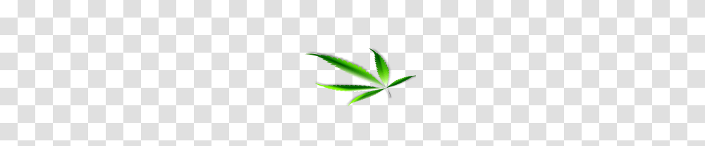 Cannabis Weed Leaf Free Images, Plant, Hemp Transparent Png