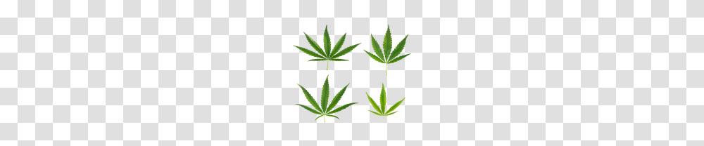 Cannabis Weed Leaf Free Images, Plant, Lupin, Flower, Blossom Transparent Png