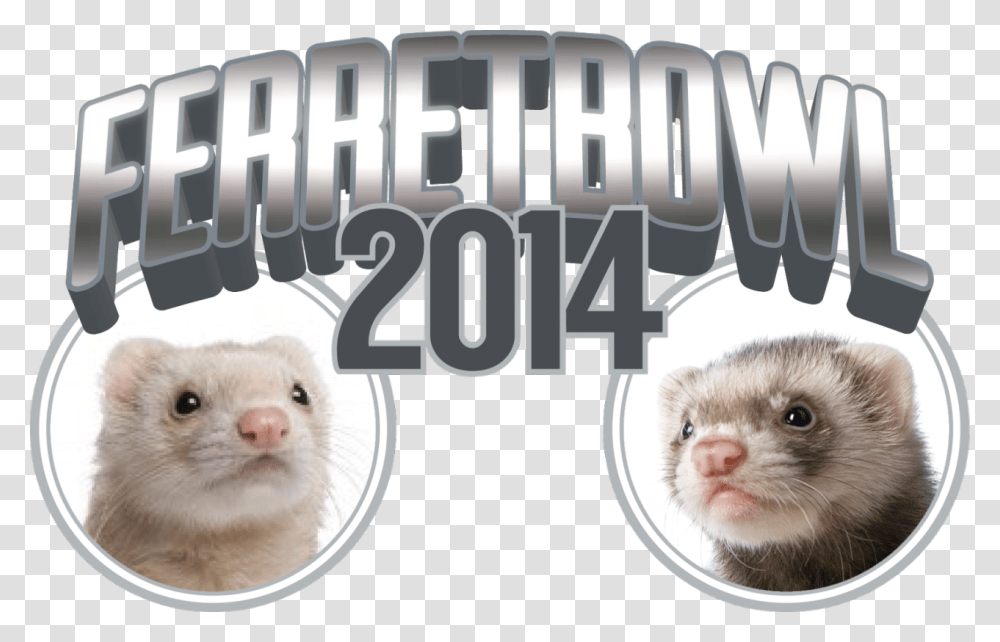 Cannonball The Ferret Sable Ferret, Mammal, Animal, Rat, Rodent Transparent Png