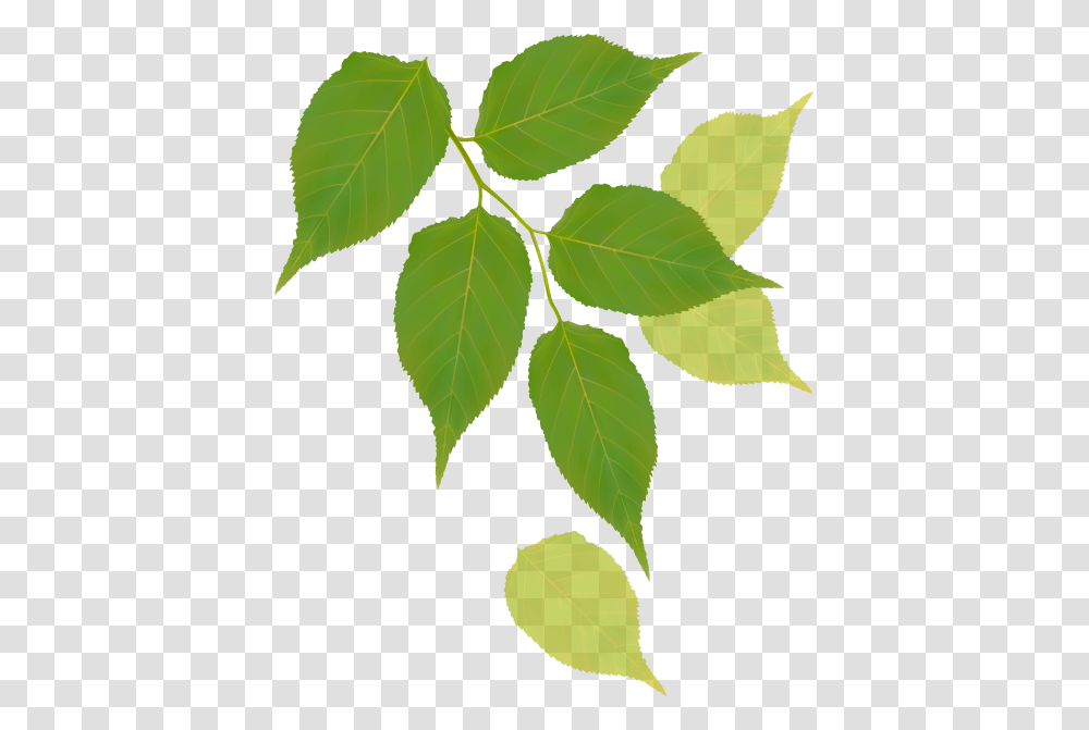 Canoe Birch, Leaf, Plant, Ivy, Veins Transparent Png