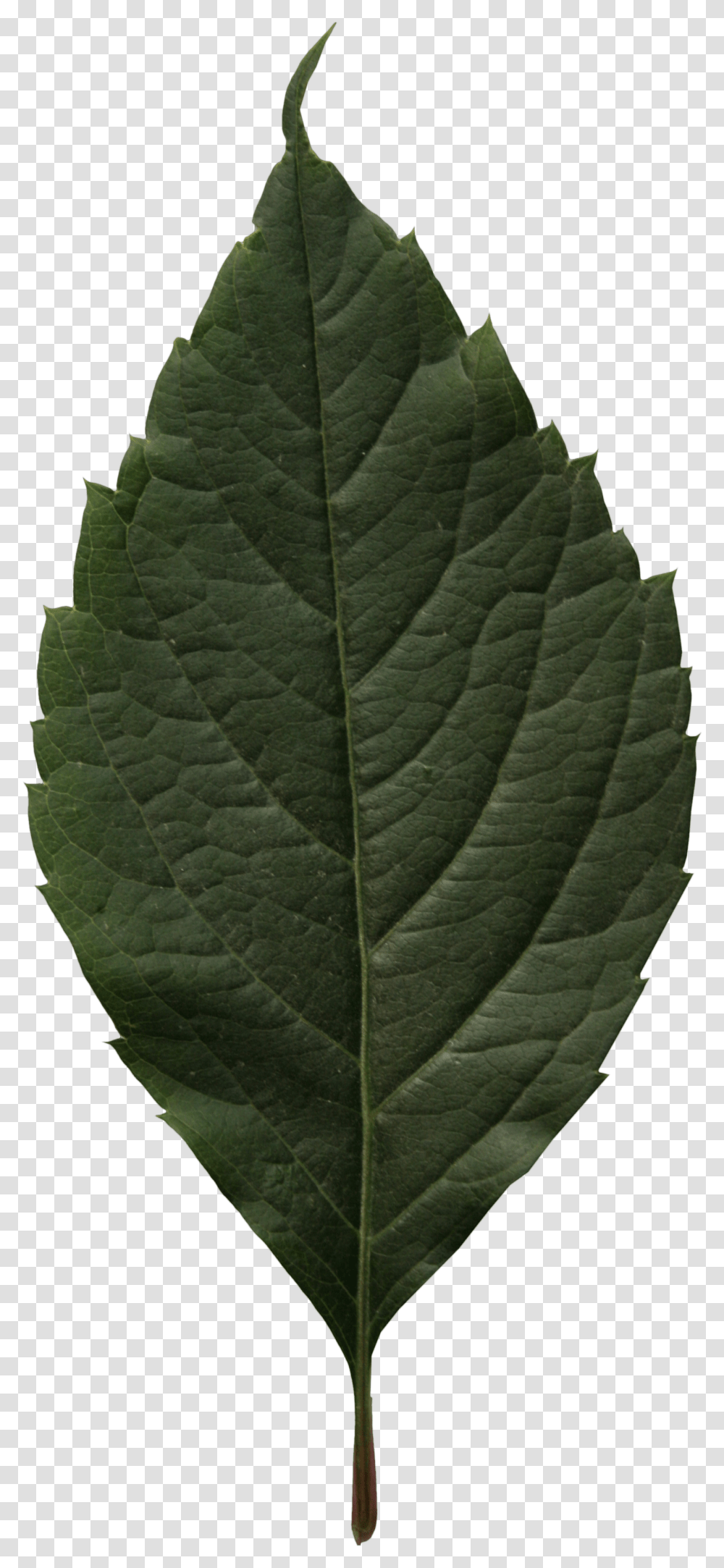 Canoe Birch, Leaf, Plant, Veins, Scarf Transparent Png