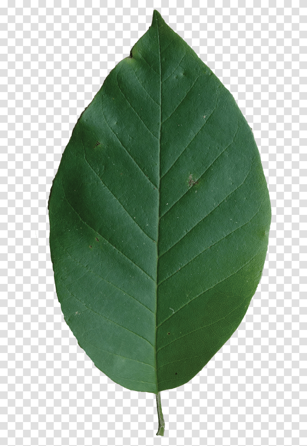 Canoe Birch, Leaf, Plant, Veins Transparent Png
