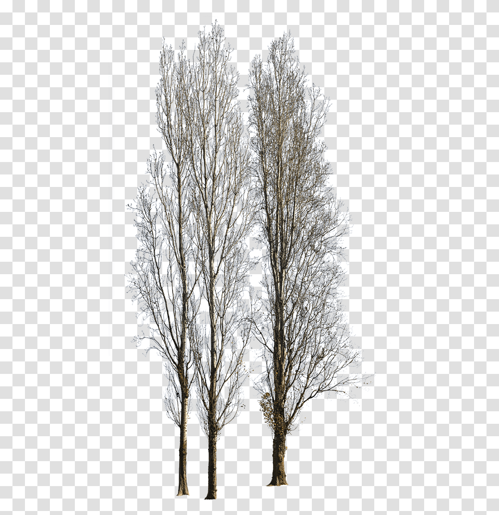 Canoe Birch, Nature, Ice, Outdoors, Snow Transparent Png