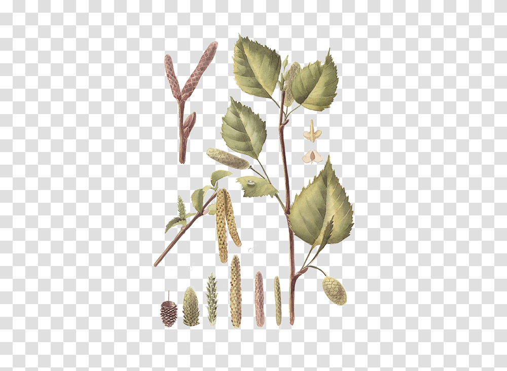 Canoe Birch, Plant, Leaf, Ground, Flower Transparent Png