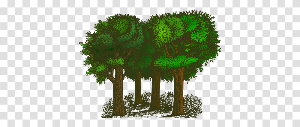 Canopy Grants Available To Maine Towns Trees Clipart, Plant, Vegetation, Nature, Water Transparent Png
