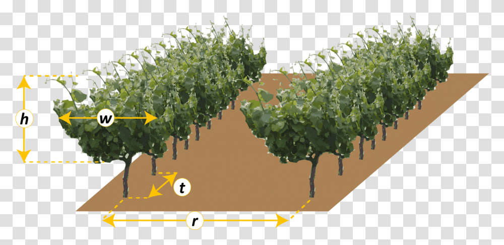 Canopy Height Of A Vine, Outdoors, Plant, Vegetation, Agriculture Transparent Png