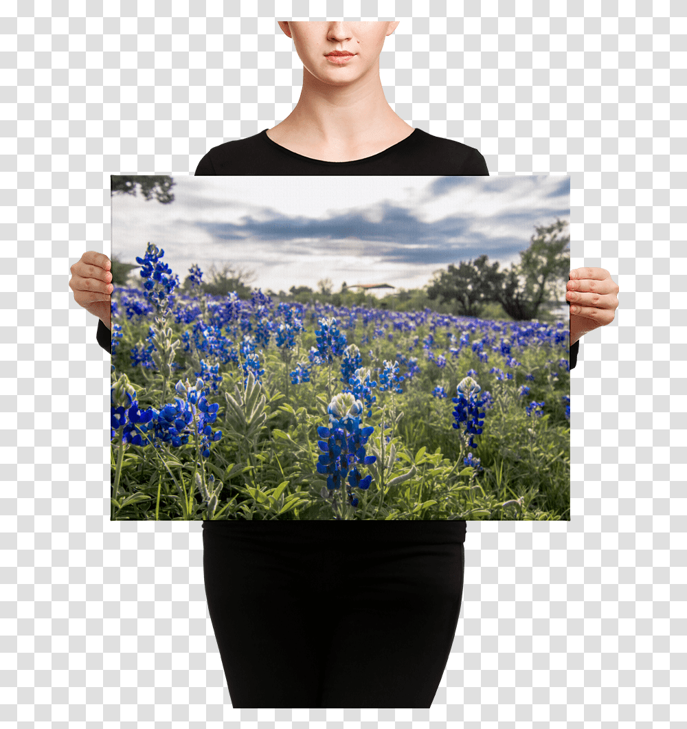Canvas, Person, Lupin, Flower, Plant Transparent Png