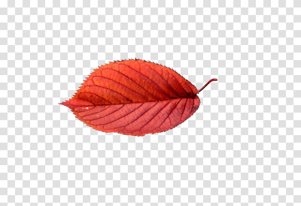Canvas Print Autumn Leaves Fall Leaves, Veins, Leaf, Plant Transparent Png