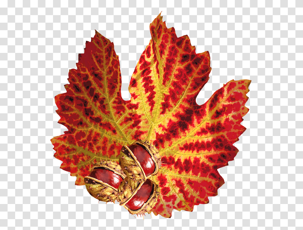Canvas Print Chestnut Autumn Leaf Nature October Stretched 32 X 24 Jesienny Lisc, Plant, Tree, Bonfire, Flame Transparent Png