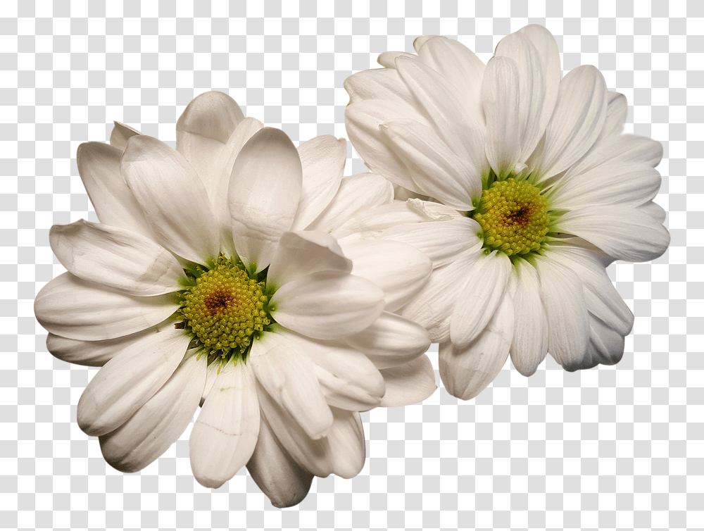 Canvas Print Exposed White Flowers Flores Blancas En, Plant, Daisy, Daisies, Blossom Transparent Png