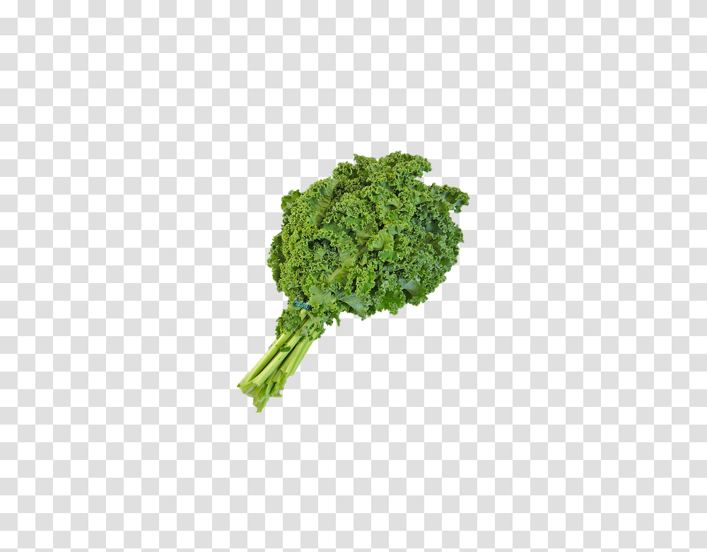 Canvas Print Native Kale Green Kale, Plant, Vegetable, Food, Broccoli Transparent Png