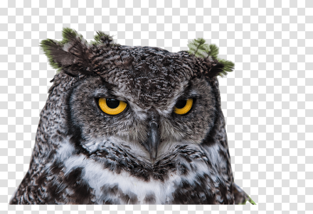 Canvas Print Raptor Grand Duke Owl Coruja, Bird, Animal, Panther, Wildlife Transparent Png