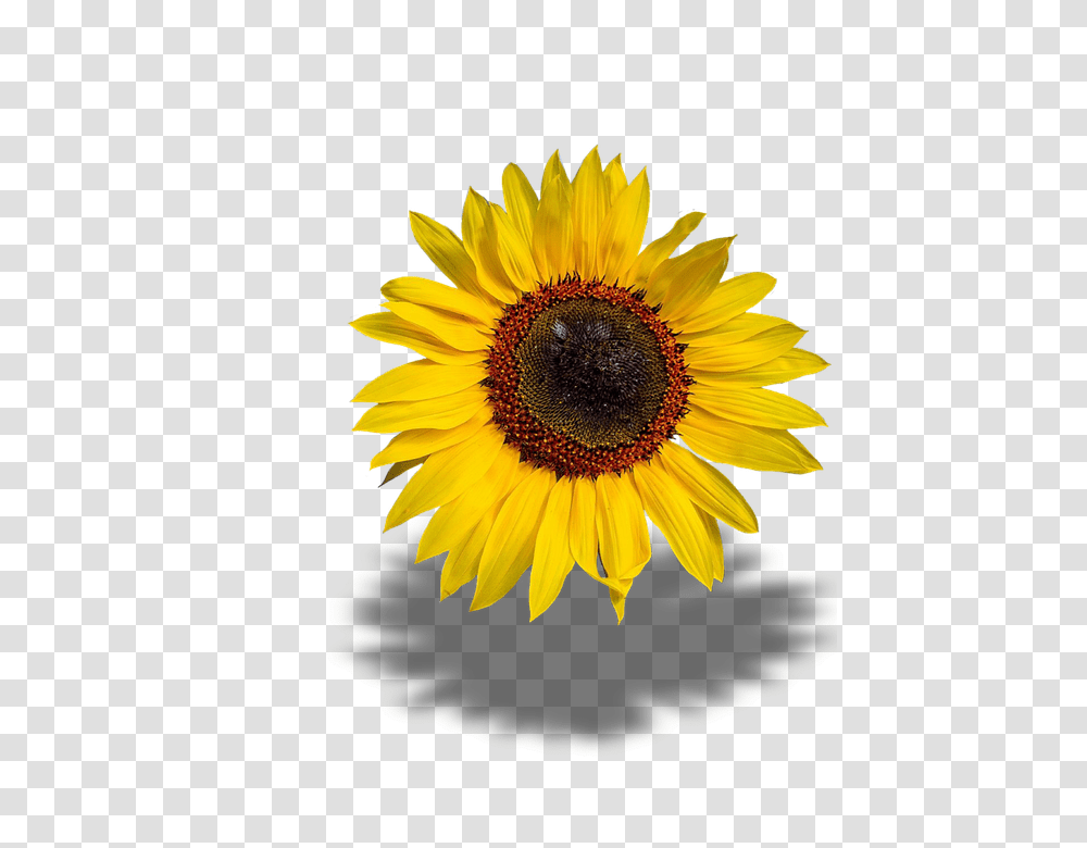 Canvas Print Sun Flower Background Stretched 10 X 14 Imagenes De Girasol, Plant, Blossom, Sunflower Transparent Png