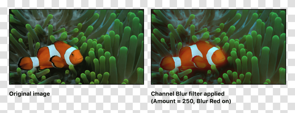 Canvas Showing Effect Of Channel Blur Filter Fish In Natural Habitat, Sea Anemone, Invertebrate, Sea Life, Animal Transparent Png