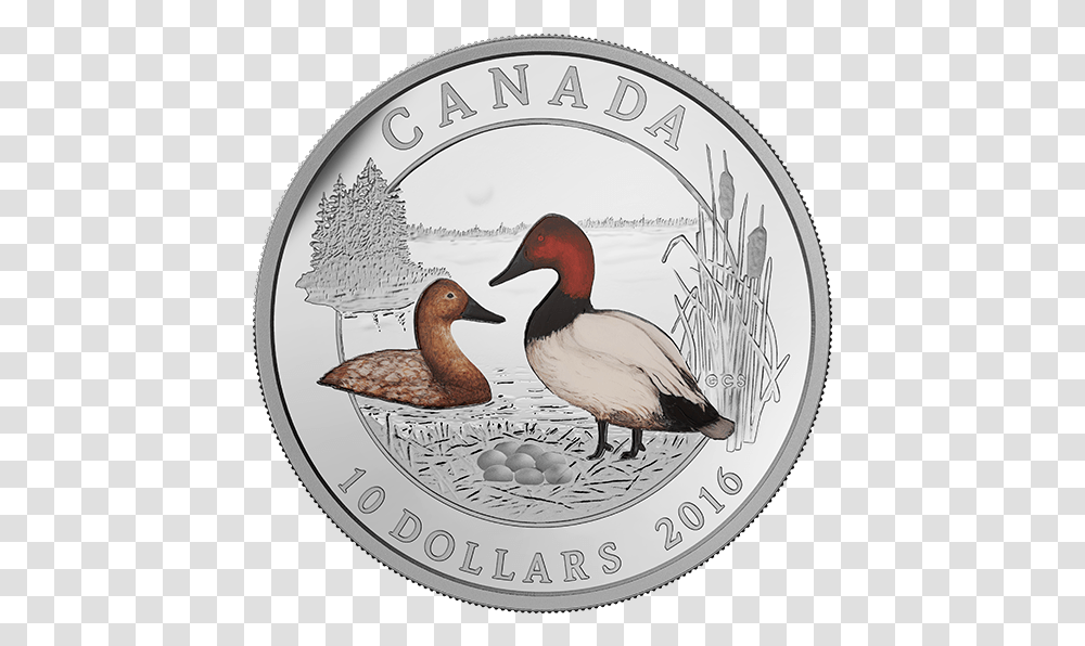 Canvasback, Bird, Animal, Coin, Money Transparent Png