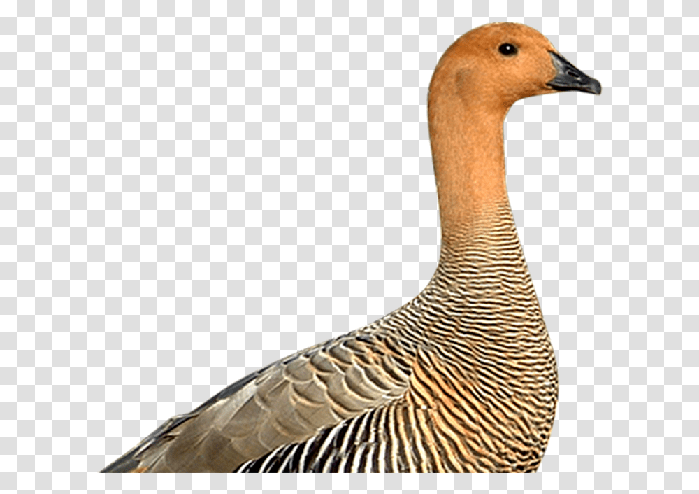 Canvasback Duck Download Duck, Bird, Animal, Goose Transparent Png