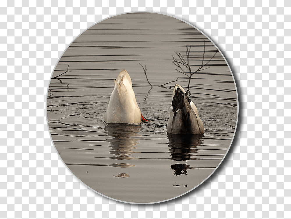 Canvasback Duck, Outdoors, Animal, Mammal, Waterfowl Transparent Png