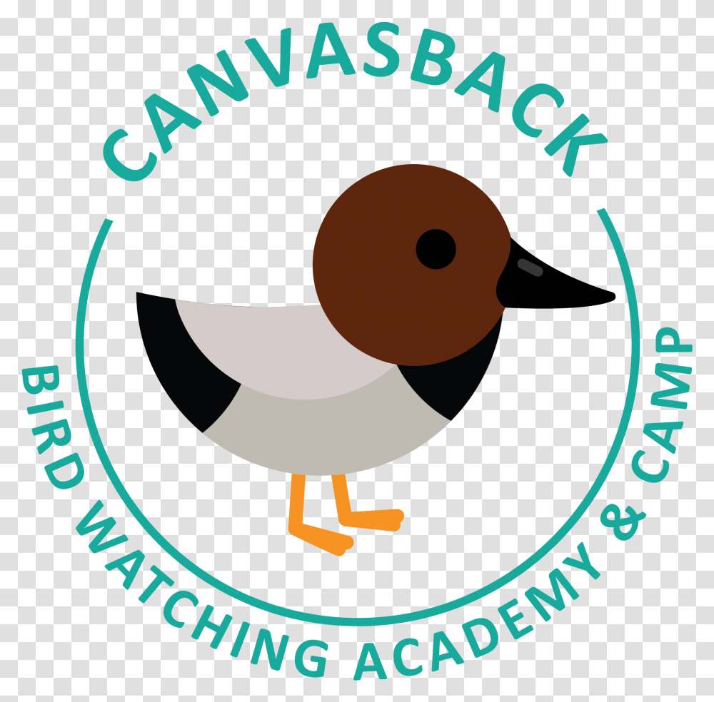 Canvasback Picture Oil Amp Gas Uk, Poster, Bird, Animal Transparent Png