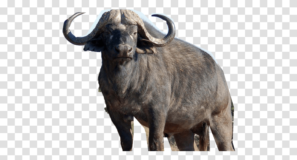 Cape Buffalo, Wildlife, Mammal, Animal, Cow Transparent Png