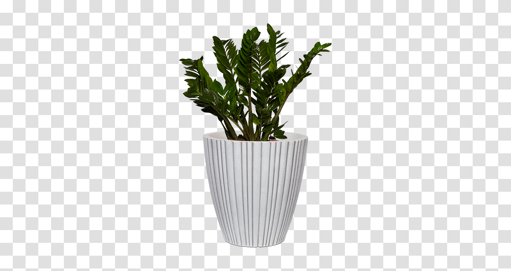 Capi Urban Tube, Plant, Potted Plant, Vase, Jar Transparent Png