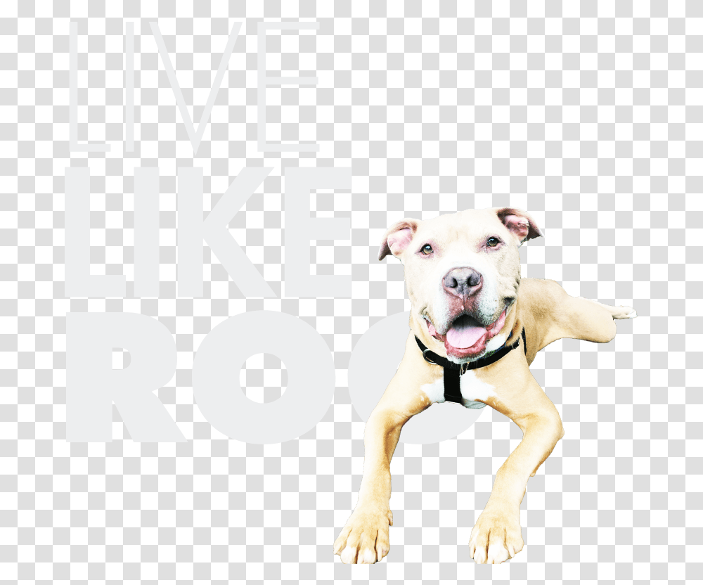 Cappy Fund Martingale, Dog, Pet, Canine, Animal Transparent Png