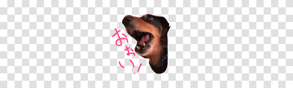 Caprice Miniature Dachshund Line Stickers Line Store, Pet, Animal, Canine, Mammal Transparent Png