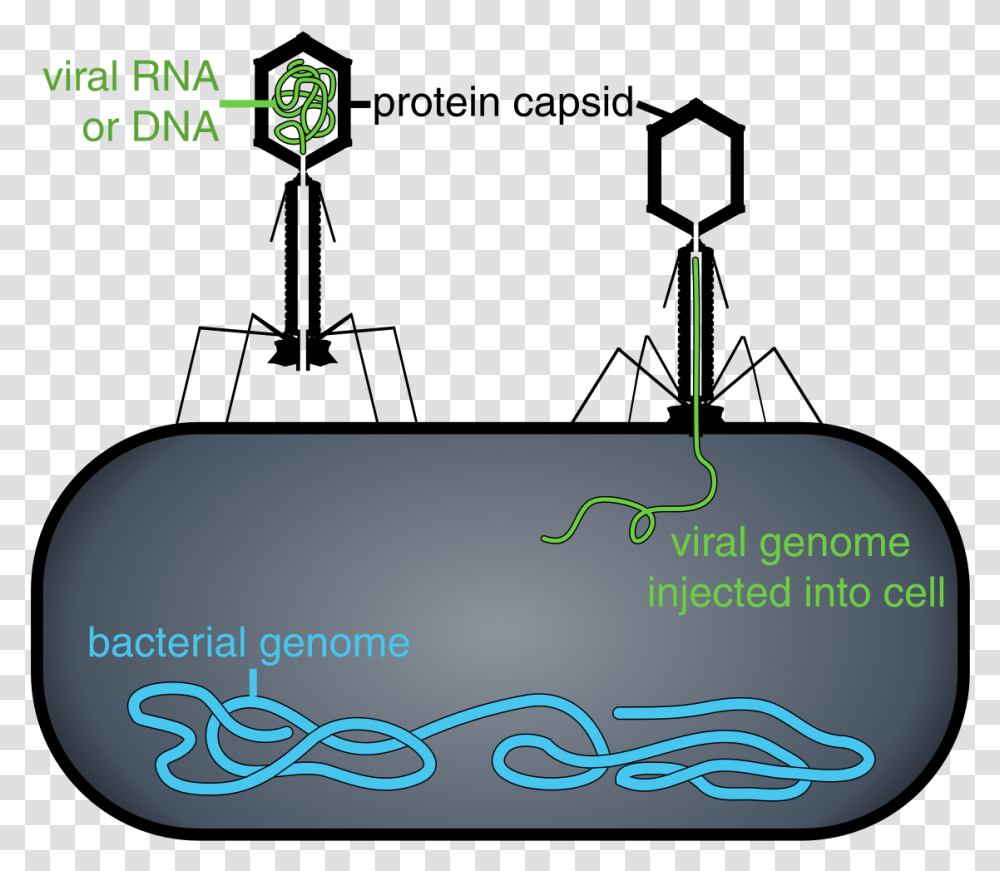 Capsid Vs Capsule Bacteria, Nature, Outdoors, Night Transparent Png