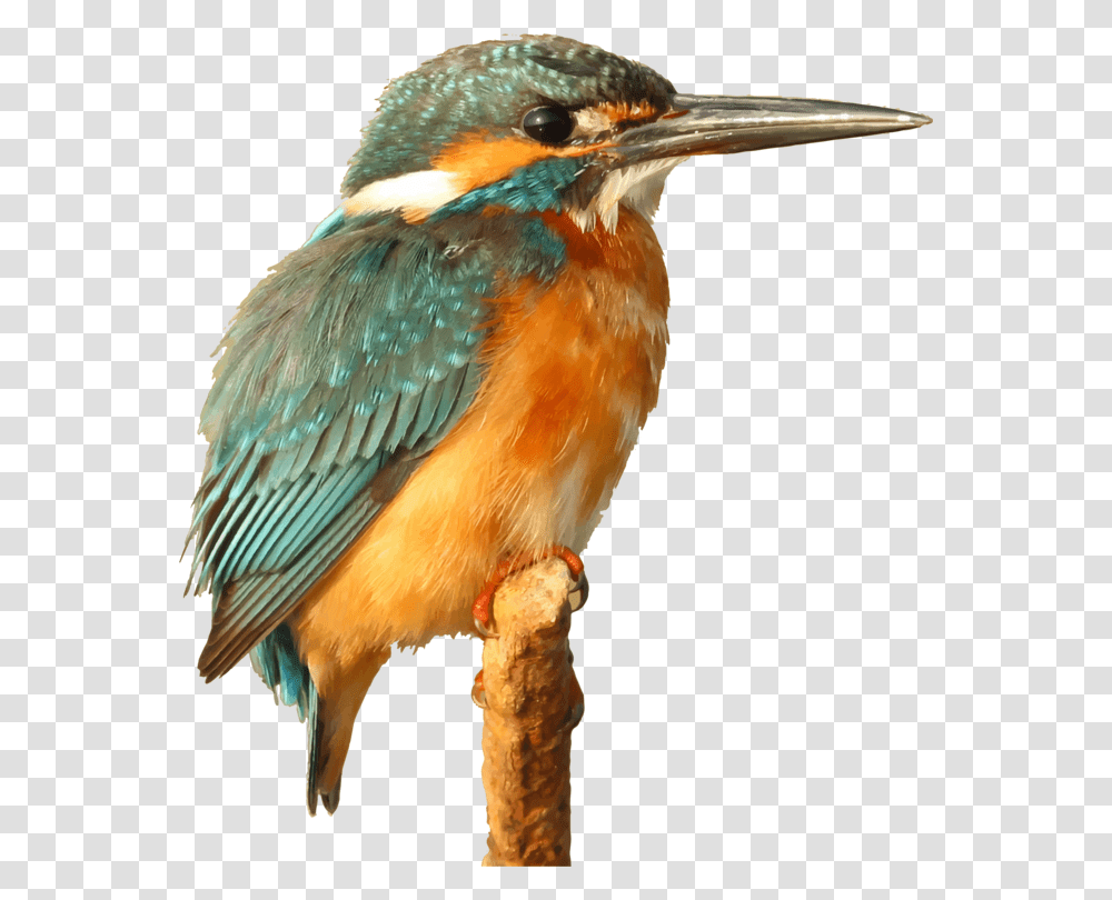 Caption For Kingfisher Bird, Animal, Bee Eater, Jay, Bluebird Transparent Png